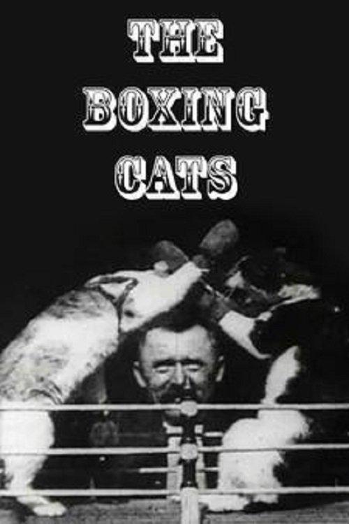 The Boxing Cats Poster