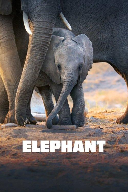 Elephant Poster